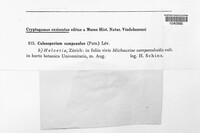 Coleosporium tussilaginis image